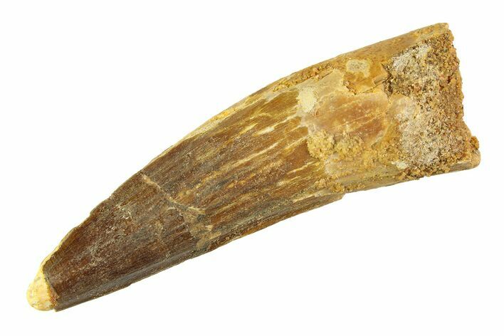 Fossil Spinosaurus Tooth - Real Dinosaur Tooth #354736